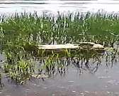 Орловчанка сняла на видео, как черепаха греется на солнце в р. Ока