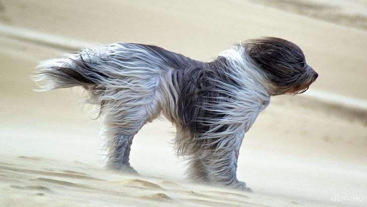 Метеопредупреждение: на Орловщине ветер вновь усилится до 18 м/с 