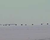 В Орловском полесье запечатлели караван зубров в снегу