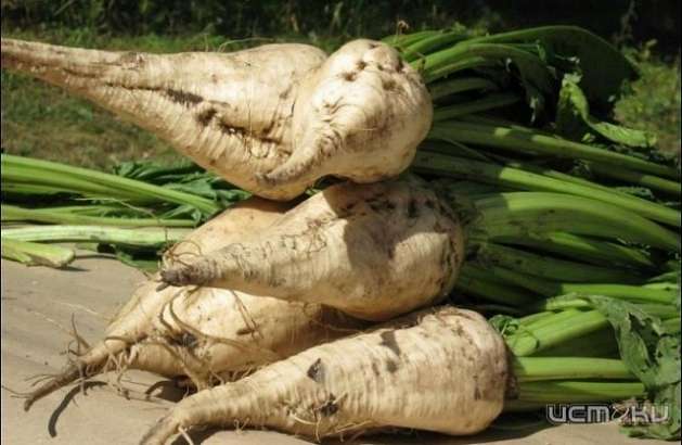 87 тысяч тонн сахарной свеклы ввезли в Орловскую область без документов