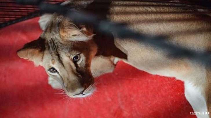 «Безалаберность тех, кто привез животных удивляет»: губернатор против цирка, но животным помог