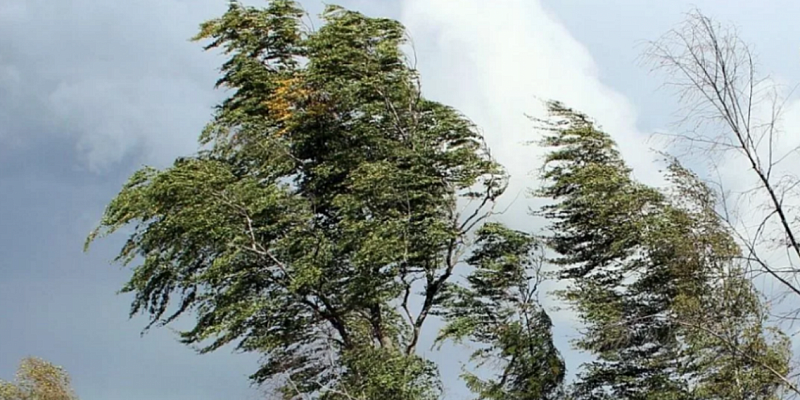 Из-за ветра в Орловской области объявлено метеопредупреждение