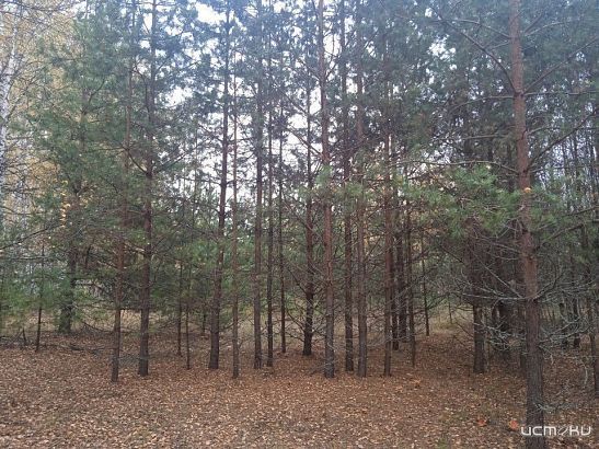 Орловским поисковым отрядам стало тяжелее работать из-за отсутствия интернета