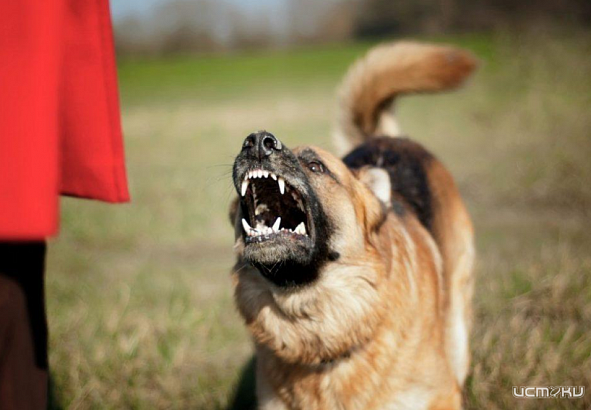 От укусов бродячих псов пострадали 350 жителей Орловской области