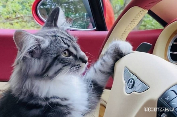 В Орле в центре на пять часов запретят ездить