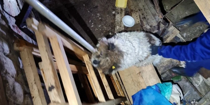 Любопытного пса пришлось вызволять орловским спасателям