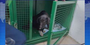 Сотрудники ГАИ спасли израненного пса. ЭКПРЕСС - НОВОСТИ