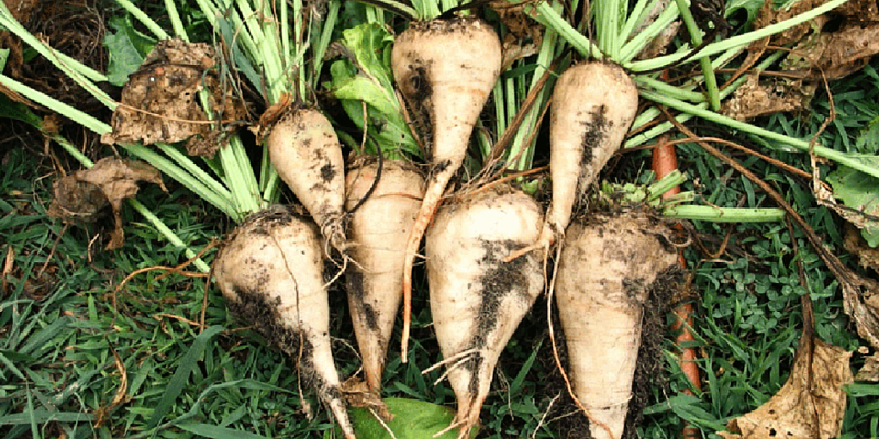 Сахарные заводы Орловщины потратили на модернизацию 400 млн рублей