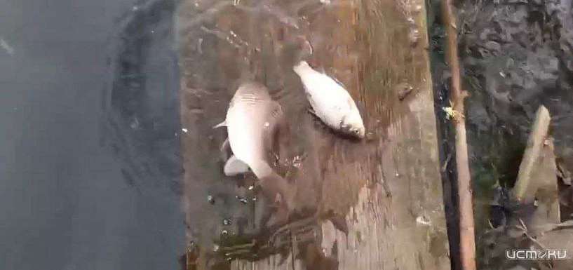 В Ливнах в озере гибнет рыба