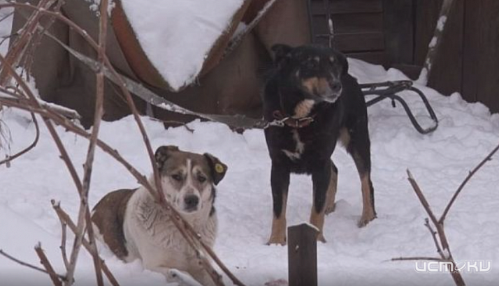 В Орловской области усыплять собак не будут