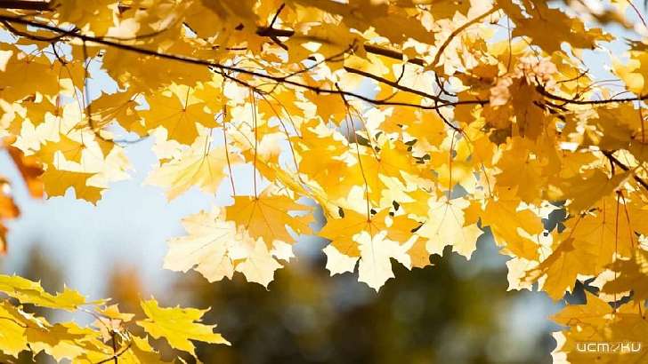 Первый день осени в Орле будет теплым и солнечным