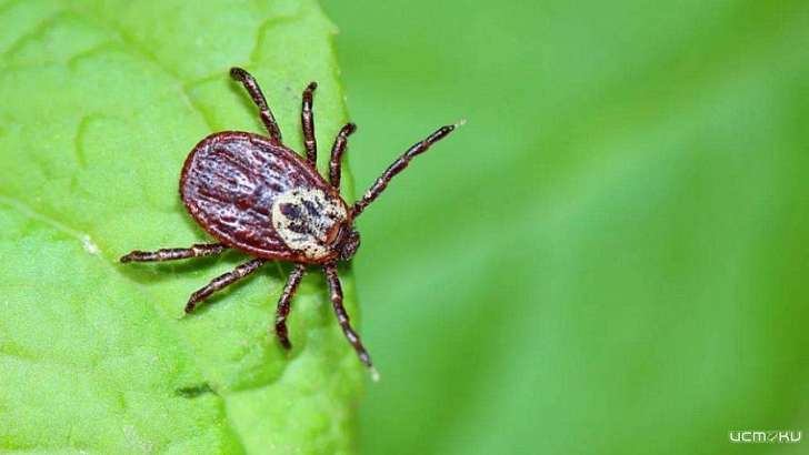 Даже во время режима самоизоляции орловчане страдают от клещей