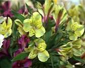 Девичий цветник в цветах: участницы конкурса "Мисс Орел" побывали на мастер-классе по флористике