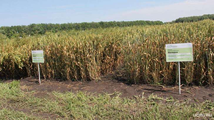 В 2020-м орловские учёные вывели шесть новых сортов пшеницы и проса