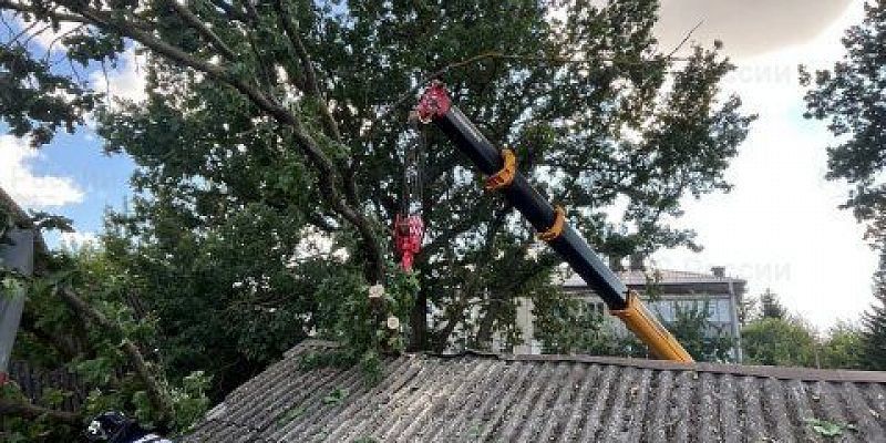 В поселке под Орлом на жилой дом рухнуло дерево