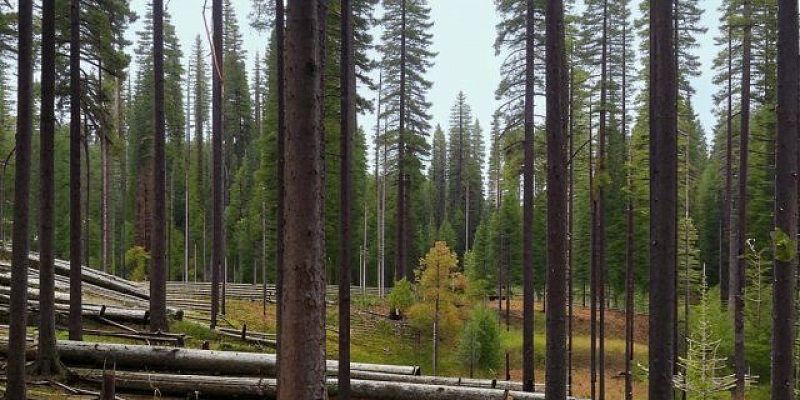 рубка леса штраф за вырубку лиственницы Глазуновский районный суд вынес приговор за незаконную рубку лесных насаждений