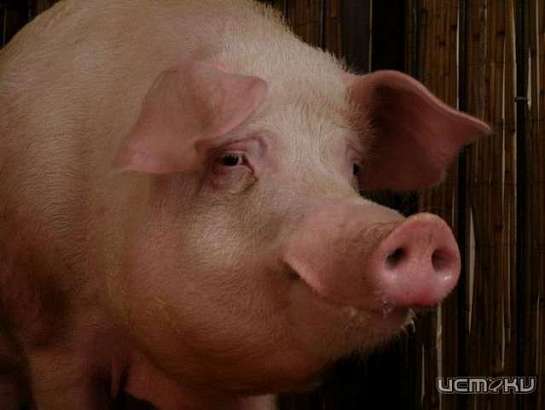 В Орловском районе партию племенных хряков сняли с карантина