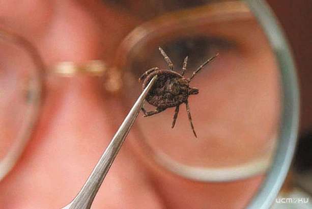 На Орловщине от укусов клещей пострадали 10 детей