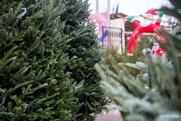Перед Новым годом в Орле будет работать 31 елочный базар Перед Новым годом в Орле будет работать 31 елочный базар