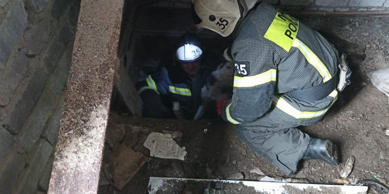 Орловские спасатели помогли собаке, попавшей в беду 