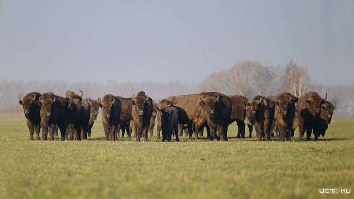 На помощь национальному парку «Орловское полесье» в закупке кормов для зубров организован благотворительный сбор На помощь национальному парку «Орловское полесье» в закупке кормов для зубров организован благотворительный сбор