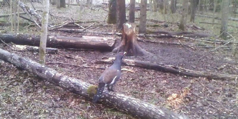 Орловское Полесье Глухарь  В Орловском полесье глухарь показал себя во всей красе