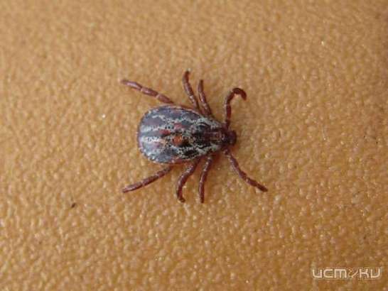 От укусов клещей уже пострадали 110 жителей Орловской области