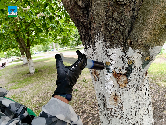 Орловские каштаны лечат от минирующей моли