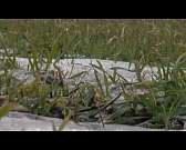 Насущный бизнес. Система агрострахования обезопасит жизнь орловских фермеров