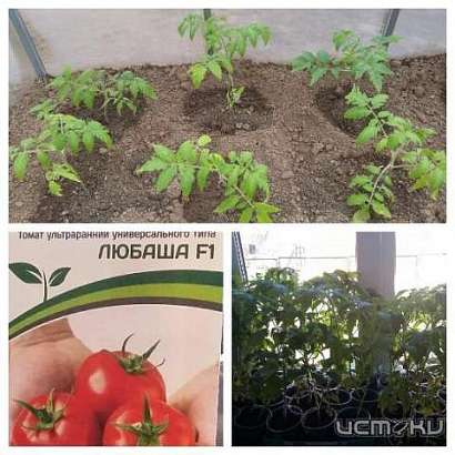 1 декабря состоится открытие супермаркета семян "Огородоff"