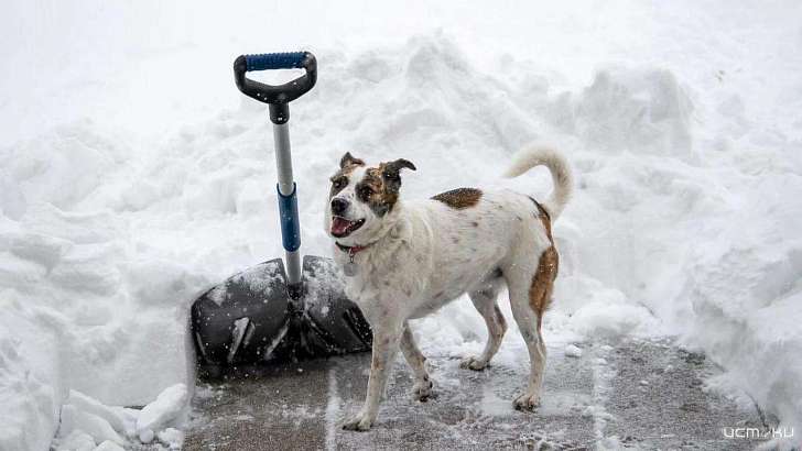 Клычков предложил орловчанам взять лопаты в руки