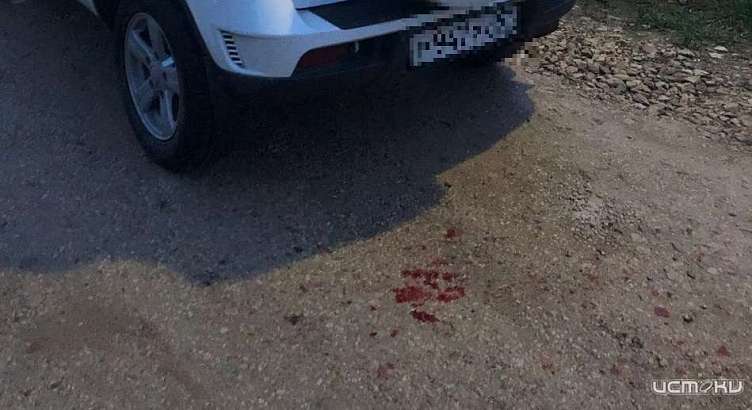 Орловские зоозащитники разыскивают собаку, изувеченную экс-директором интерната