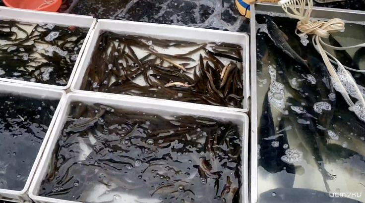 Как перевозят живую рыбу