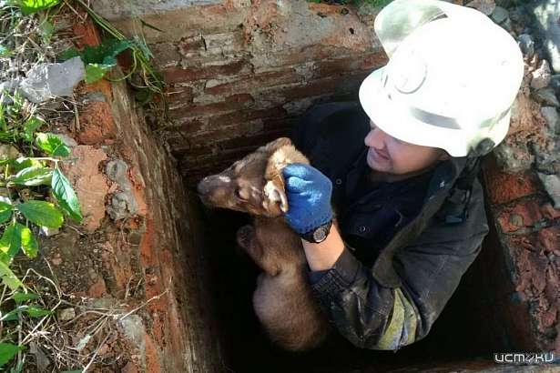 В Орле спасатели из колодца достали собаку
