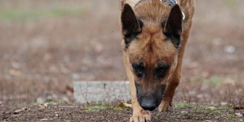 Расчленил тело и закопал: служебная собака помогла найти труп жителя Орловщины