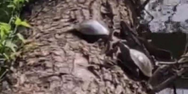 В «Дворянском гнезде» орловчане нашли черепах