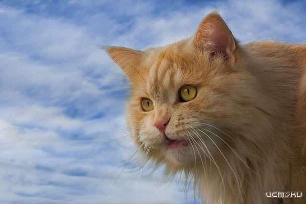 Житель Нарышкино избил соседа, попросившего убирать за кошкой