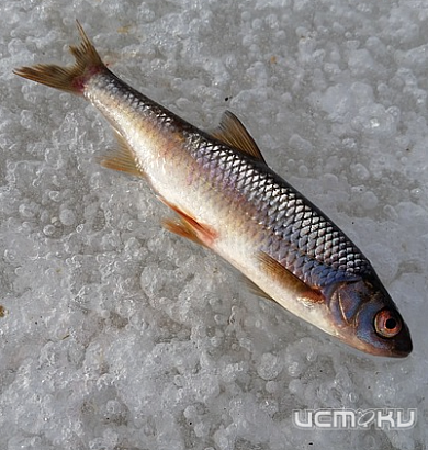 До 30 апреля в Орловской области запрещена рыбная ловля на зимовальных ямах