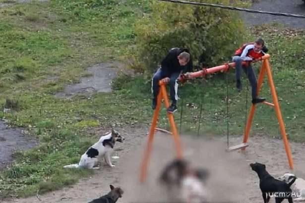 Стая бродячих собак напала на двух подростков в Орле