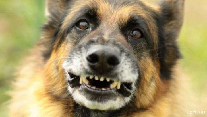 Орловские почтальоны получат почти 2000 приборов для отпугивания собак