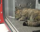 В Орле произошел пожар в жилом доме1 В Орле произошел пожар в жилом доме1