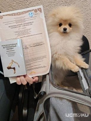 В 2024 году из Орловской области за границу уехало 45 домашних животных