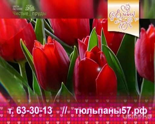 Свежайшие тюльпаны собственного производства ко Дню 8 Марта от питомника «Чистые пруды»