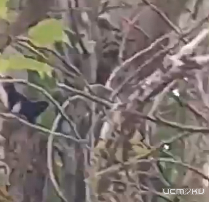 Сотрудники МЧС провели операцию по спасению кота