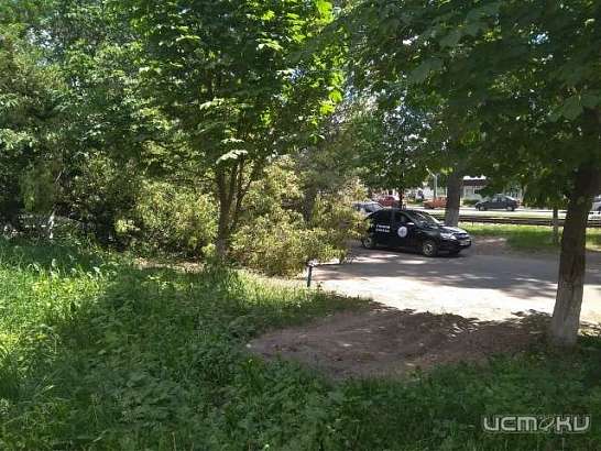 В Орле упавшее дерево перегородило дублер ул. Комсомольской