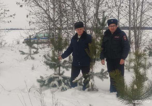 В Орловской области в лесах проходят проверки в целях защиты хвойных деревьев от незаконных вырубок