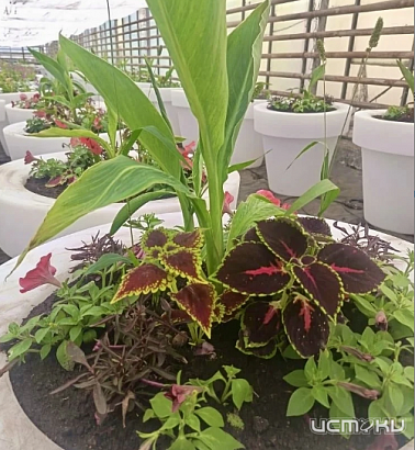 Почти 700 кашпо и более 200 кадок с цветами украсят Ленинский мост этой весной