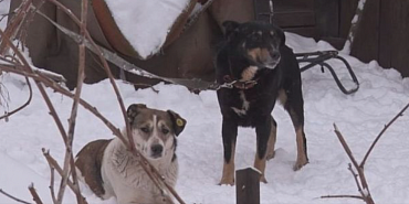 В Орловской области усыплять собак не будут