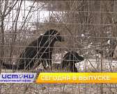 Сотрудники школы против бродячих собак, «Портрет с автографом» — сегодня в программе «Оперативный эфир»