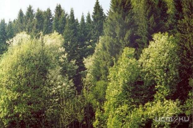 В лесопарках "Андриабуж" и "Лужки" появятся зоны отдыха